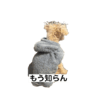 しゅうくん専用のスタンプ2(トイプードル)（個別スタンプ：7）