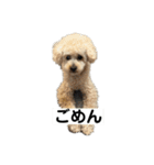 しゅうくん専用のスタンプ2(トイプードル)（個別スタンプ：8）