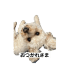 しゅうくん専用のスタンプ2(トイプードル)（個別スタンプ：10）
