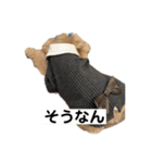しゅうくん専用のスタンプ2(トイプードル)（個別スタンプ：13）