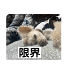 しゅうくん専用のスタンプ2(トイプードル)（個別スタンプ：15）