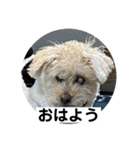 しゅうくん専用のスタンプ2(トイプードル)（個別スタンプ：16）