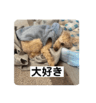 しゅうくん専用のスタンプ2(トイプードル)（個別スタンプ：20）
