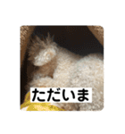 しゅうくん専用のスタンプ2(トイプードル)（個別スタンプ：22）