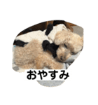 しゅうくん専用のスタンプ2(トイプードル)（個別スタンプ：24）
