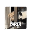 しゅうくん専用のスタンプ2(トイプードル)（個別スタンプ：25）