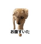 しゅうくん専用のスタンプ2(トイプードル)（個別スタンプ：29）