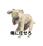 しゅうくん専用のスタンプ2(トイプードル)（個別スタンプ：32）