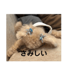 しゅうくん専用のスタンプ2(トイプードル)（個別スタンプ：33）