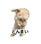 しゅうくん専用のスタンプ2(トイプードル)（個別スタンプ：34）