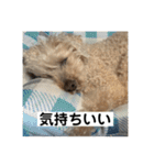 しゅうくん専用のスタンプ2(トイプードル)（個別スタンプ：35）