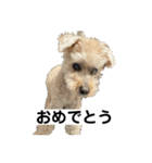 しゅうくん専用のスタンプ2(トイプードル)（個別スタンプ：36）