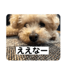 しゅうくん専用のスタンプ2(トイプードル)（個別スタンプ：37）