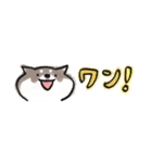 【黒柴版】柴ちん12 超小さい黒柴ちん（個別スタンプ：16）