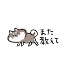 【黒柴版】柴ちん12 超小さい黒柴ちん（個別スタンプ：38）