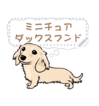 12種のワンちゃんメッセージスタンプ（個別スタンプ：13）