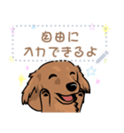 12種のワンちゃんメッセージスタンプ（個別スタンプ：16）