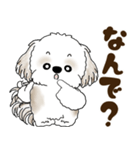 シーズー犬 2025 「広島弁」（個別スタンプ：12）