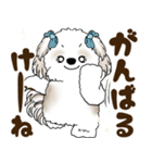 シーズー犬 2025 「広島弁」（個別スタンプ：22）