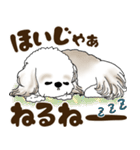 シーズー犬 2025 「広島弁」（個別スタンプ：40）