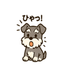 ミニシュナ×トラネコのやり取りスタンプ（個別スタンプ：15）