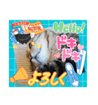 猫ver2（個別スタンプ：39）