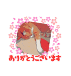 猫ver2（個別スタンプ：40）