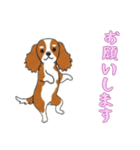 [お願いします専用]キャバリア（個別スタンプ：3）