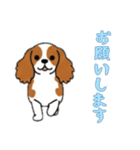 [お願いします専用]キャバリア（個別スタンプ：4）