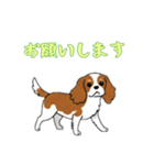 [お願いします専用]キャバリア（個別スタンプ：6）