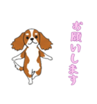 [お願いします専用]キャバリア（個別スタンプ：8）
