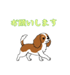 [お願いします専用]キャバリア（個別スタンプ：11）
