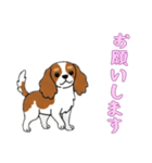 [お願いします専用]キャバリア（個別スタンプ：14）