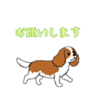 [お願いします専用]キャバリア（個別スタンプ：16）
