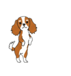 [アレンジ用]キャバリア（個別スタンプ：5）