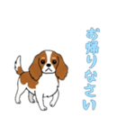 [お帰りなさい専用]キャバリア（個別スタンプ：1）