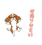 [お帰りなさい専用]キャバリア（個別スタンプ：3）