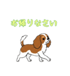 [お帰りなさい専用]キャバリア（個別スタンプ：4）