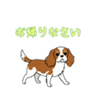 [お帰りなさい専用]キャバリア（個別スタンプ：5）