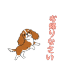 [お帰りなさい専用]キャバリア（個別スタンプ：9）