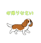 [お帰りなさい専用]キャバリア（個別スタンプ：10）