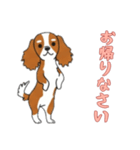 [お帰りなさい専用]キャバリア（個別スタンプ：14）