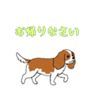 [お帰りなさい専用]キャバリア（個別スタンプ：15）