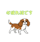 [お疲れ様です専用]キャバリア（個別スタンプ：1）