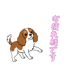 [お疲れ様です専用]キャバリア（個別スタンプ：3）