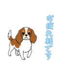[お疲れ様です専用]キャバリア（個別スタンプ：4）