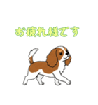 [お疲れ様です専用]キャバリア（個別スタンプ：6）