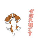 [お疲れ様です専用]キャバリア（個別スタンプ：7）