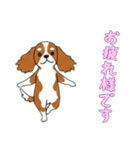 [お疲れ様です専用]キャバリア（個別スタンプ：8）
