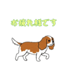[お疲れ様です専用]キャバリア（個別スタンプ：11）